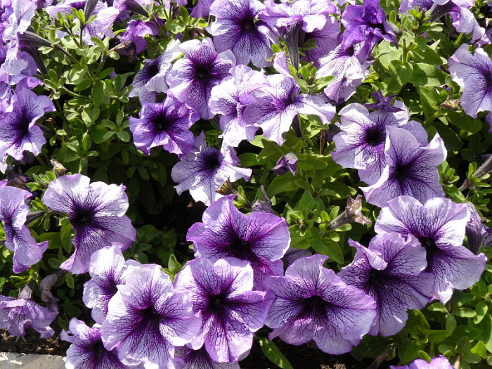 Городской калейдоскоп